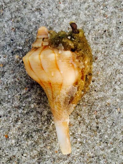 Phragmatopoma caudata washed up in Fernandina Beach, Fl.