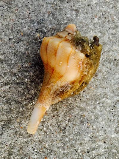Phragmatopoma caudata, Fernandina Beach, Fl 