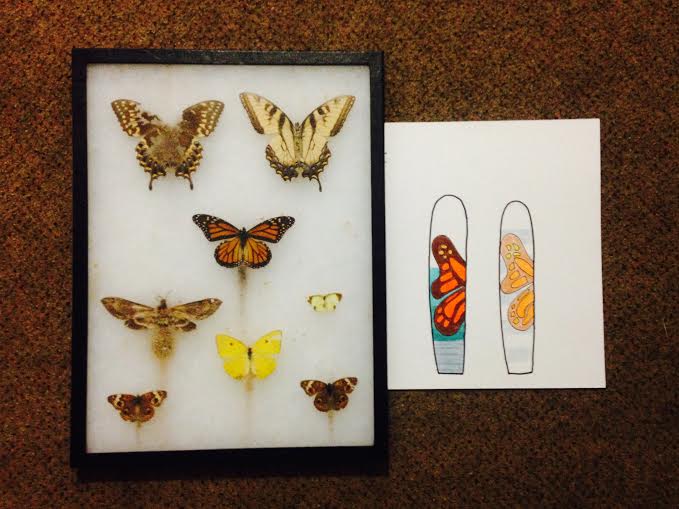 Inspiration from David's childhood butterfly collection and my design sketch.